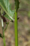 American burnweed